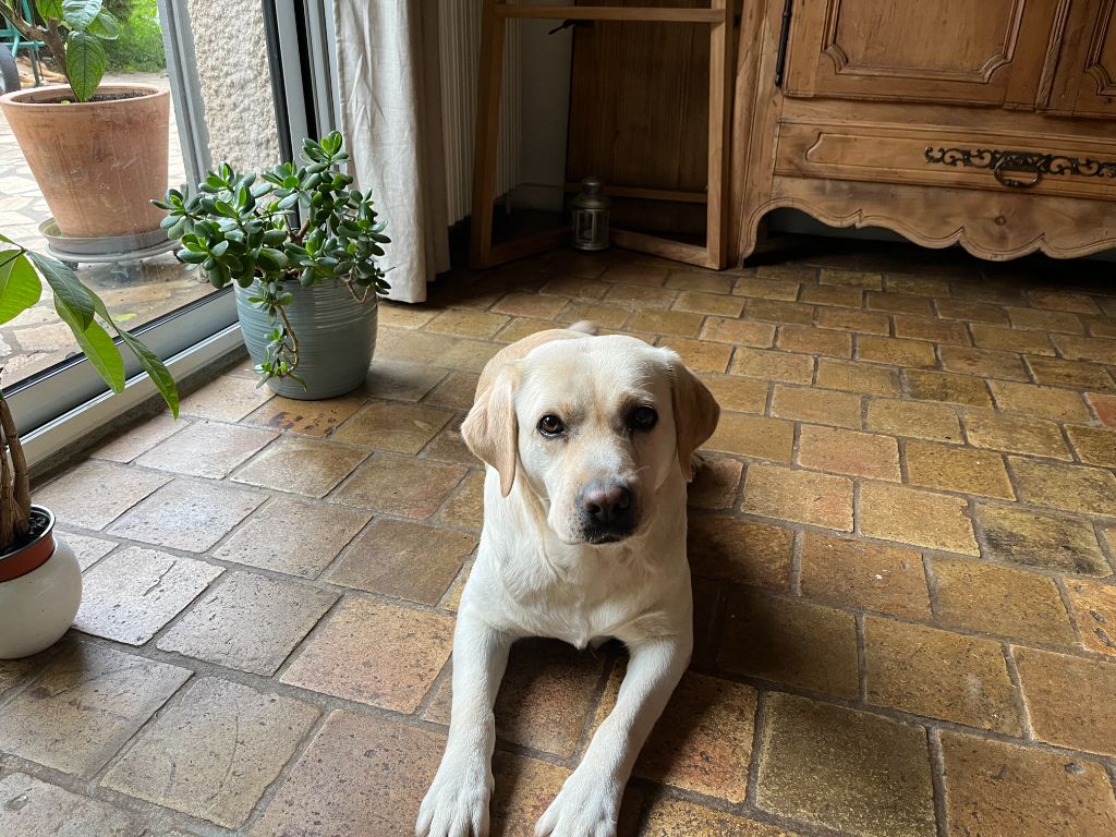 Les Labrador Retriever de l'affixe de la Vallée Cheron