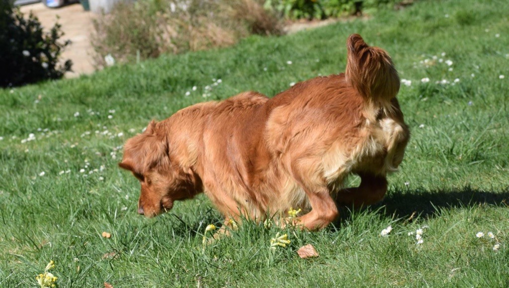 Plaisir d'amour de la Vallée Cheron