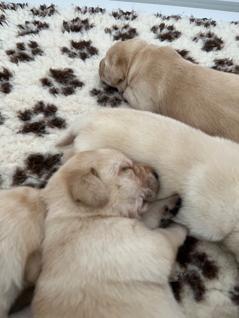 de la Vallée Cheron - Les bébés labradors de Paris et Ranger